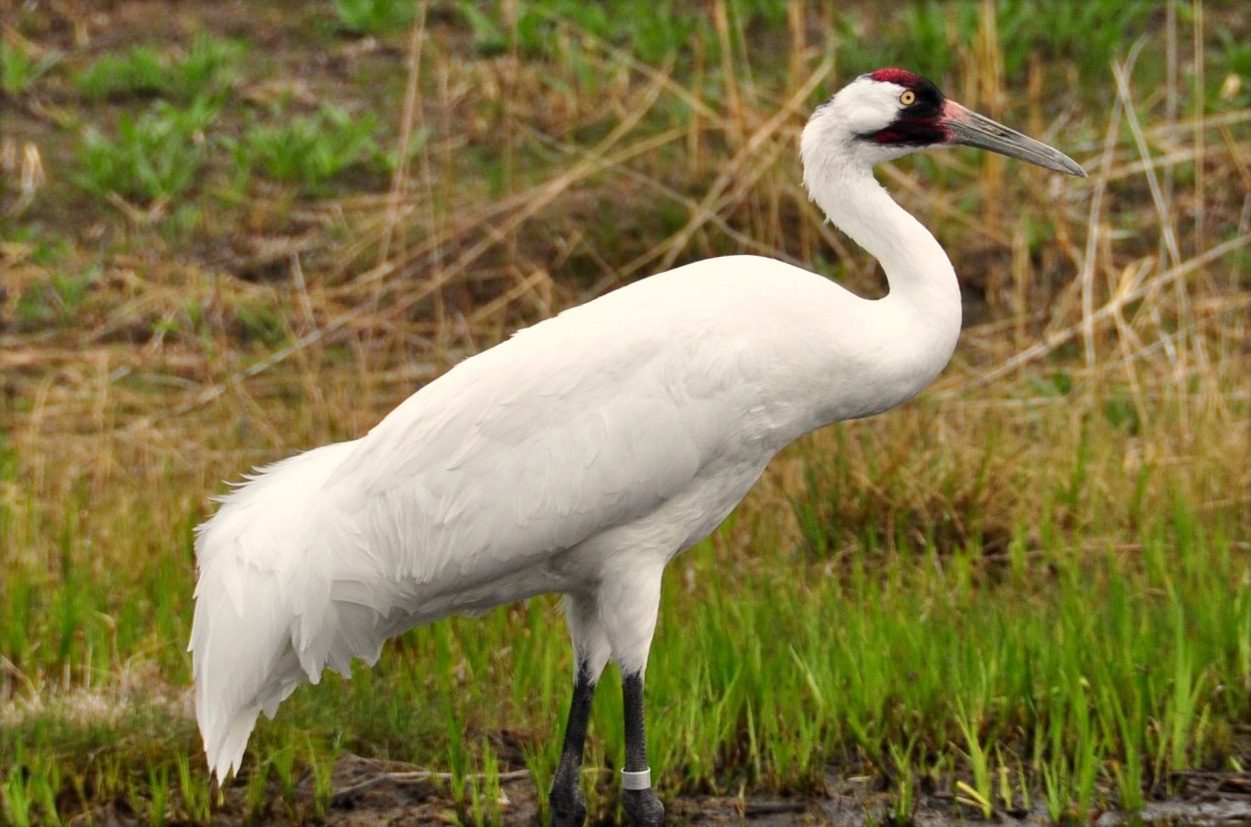 International Crane Foundation